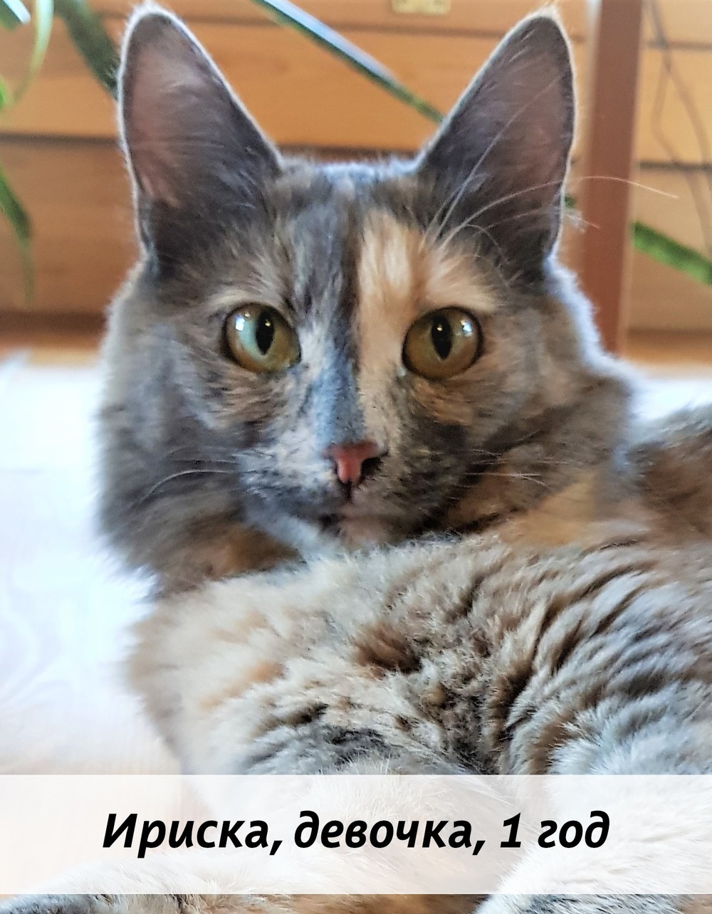 КОТЫ-УЧАСТНИКИ