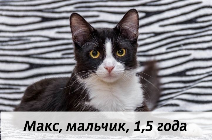 КОТЫ-УЧАСТНИКИ