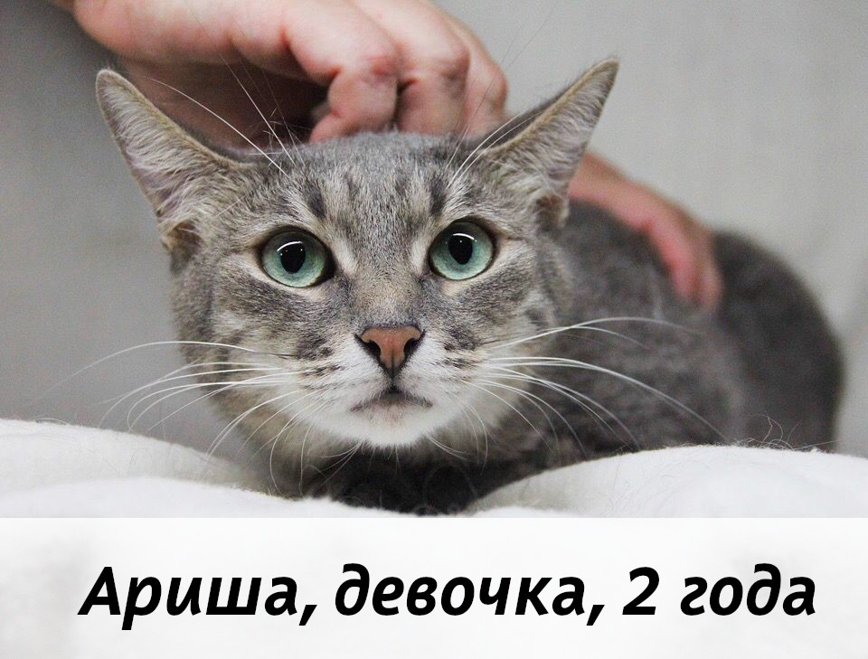 КОТЫ-УЧАСТНИКИ