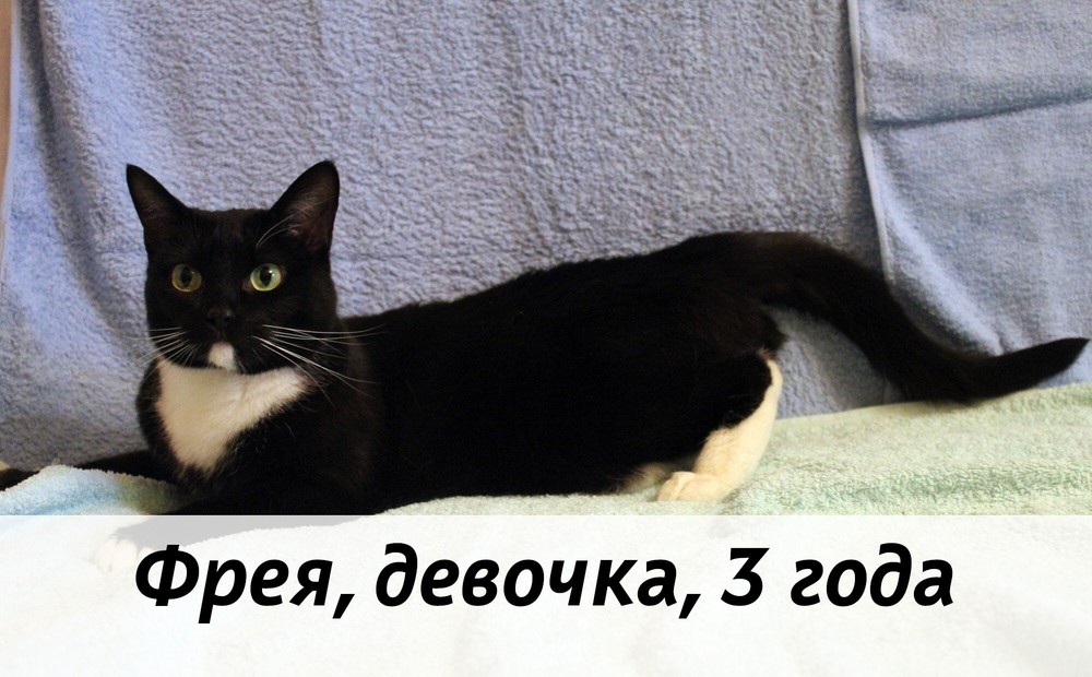 КОТЫ-УЧАСТНИКИ