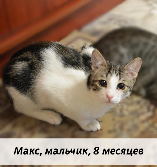 КОТЫ-УЧАСТНИКИ