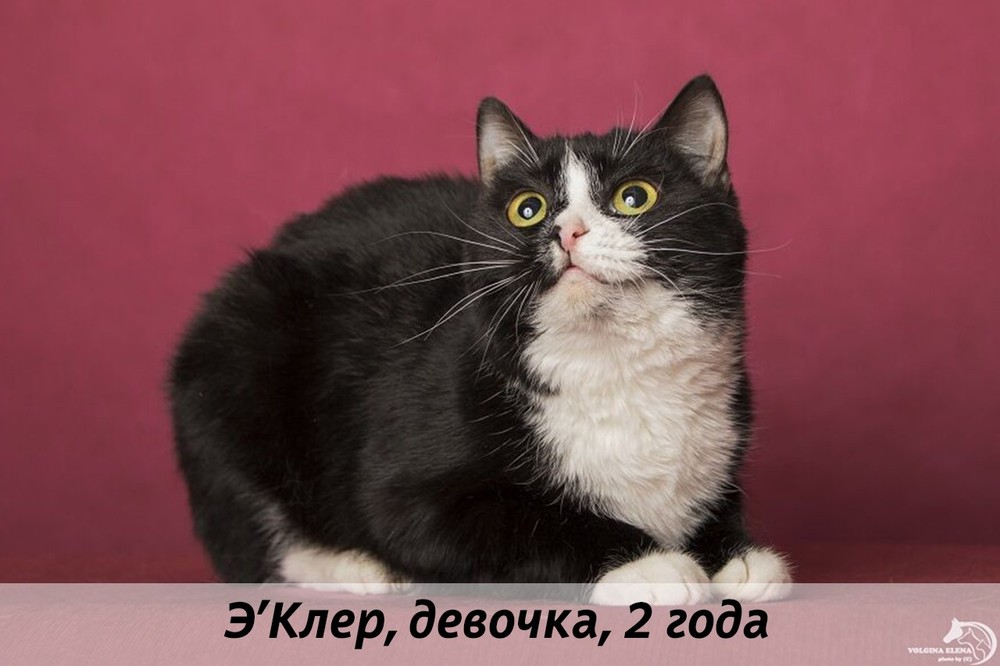 КОТЫ-УЧАСТНИКИ