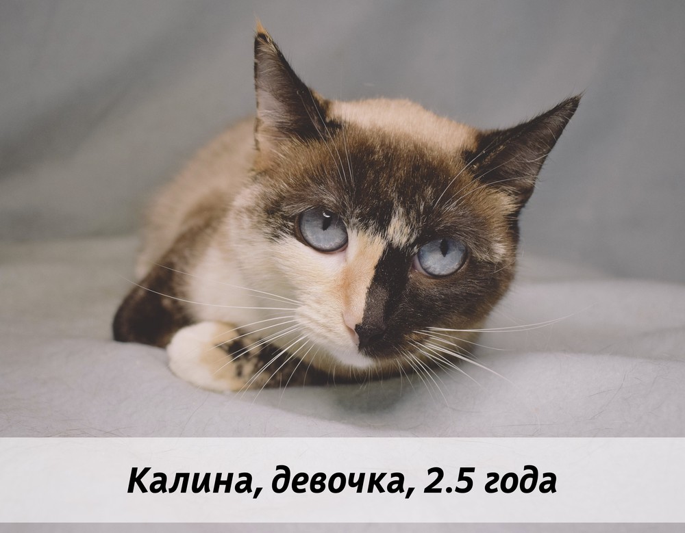 КОТЫ-УЧАСТНИКИ