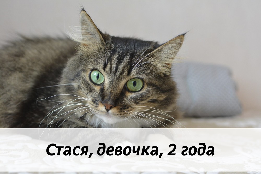 КОТЫ-УЧАСТНИКИ