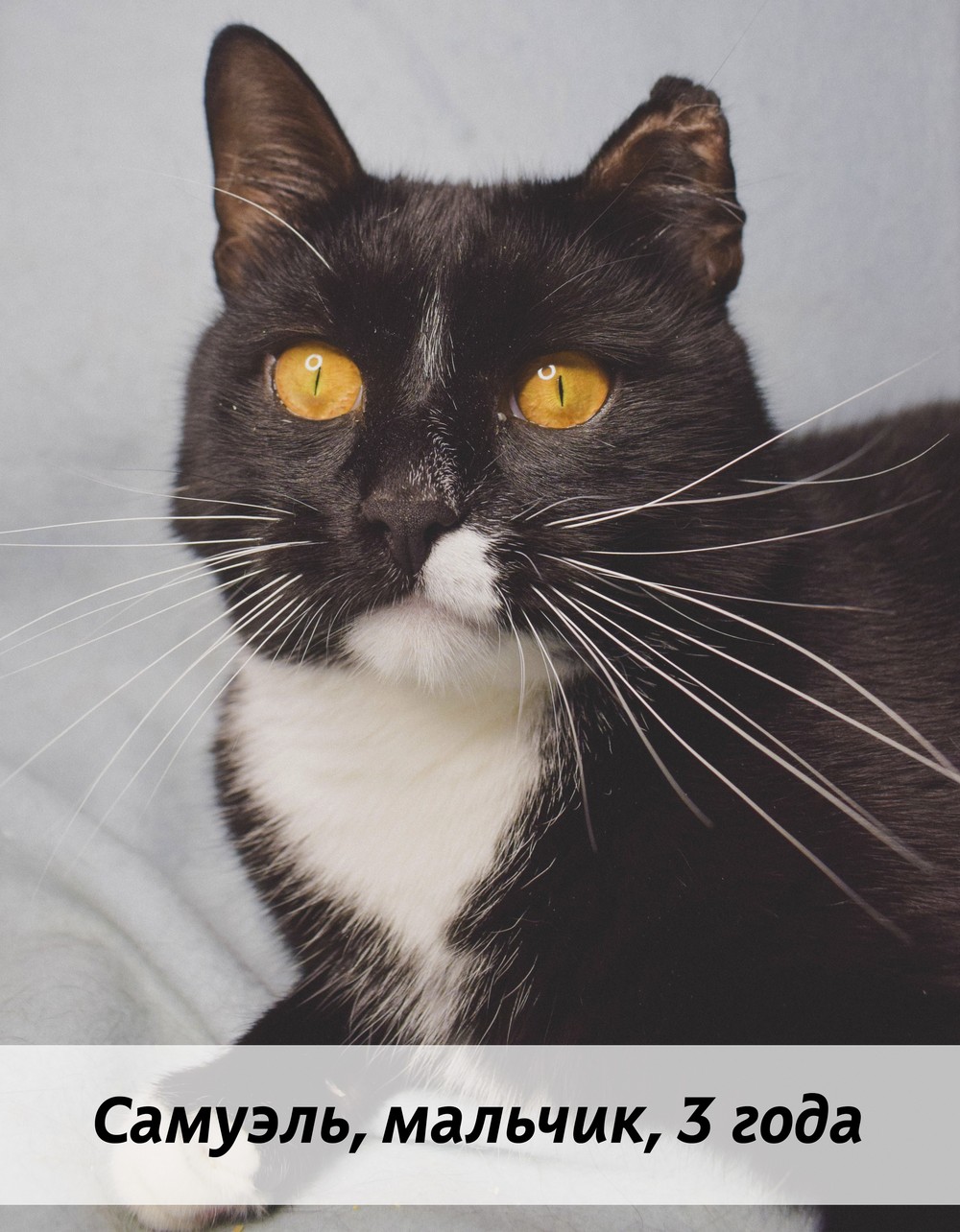 КОТЫ-УЧАСТНИКИ