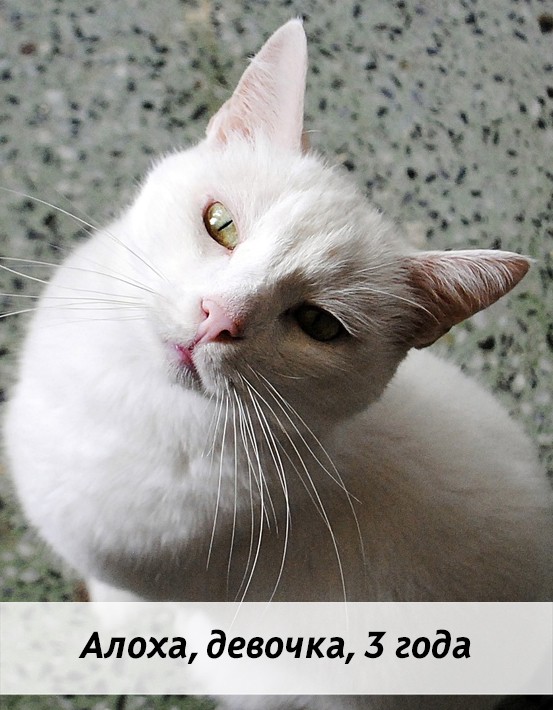 КОТЫ-УЧАСТНИКИ