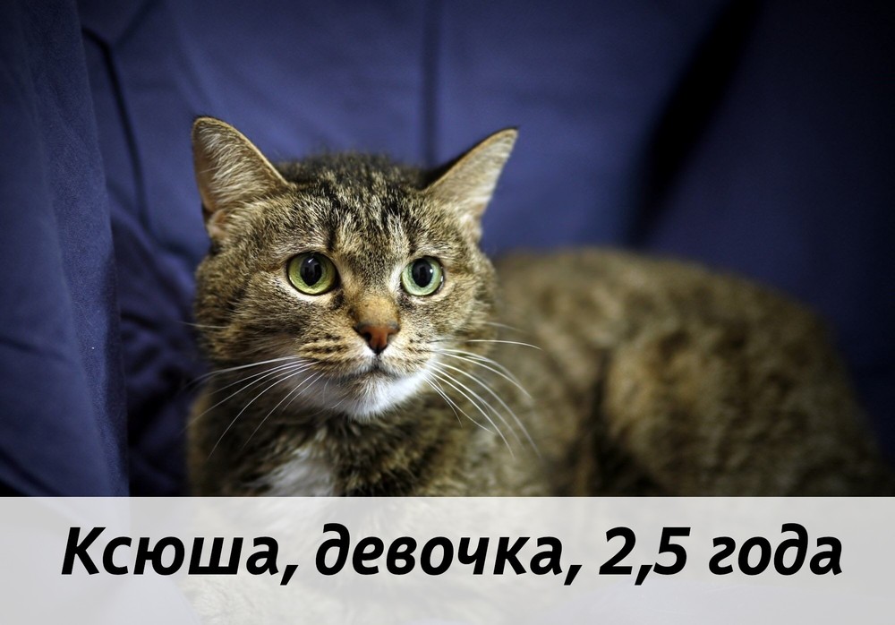 КОТЫ-УЧАСТНИКИ