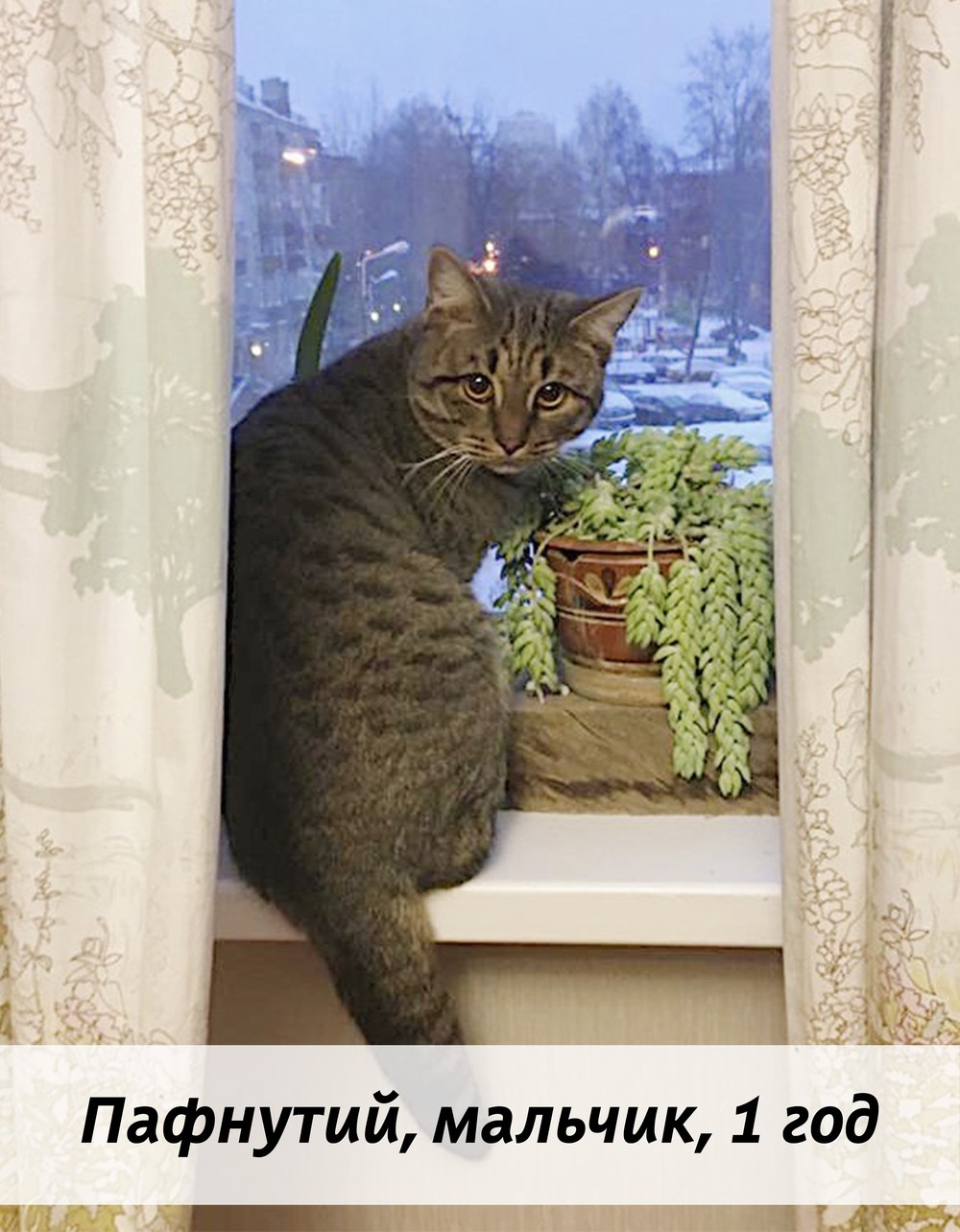КОТЫ-УЧАСТНИКИ