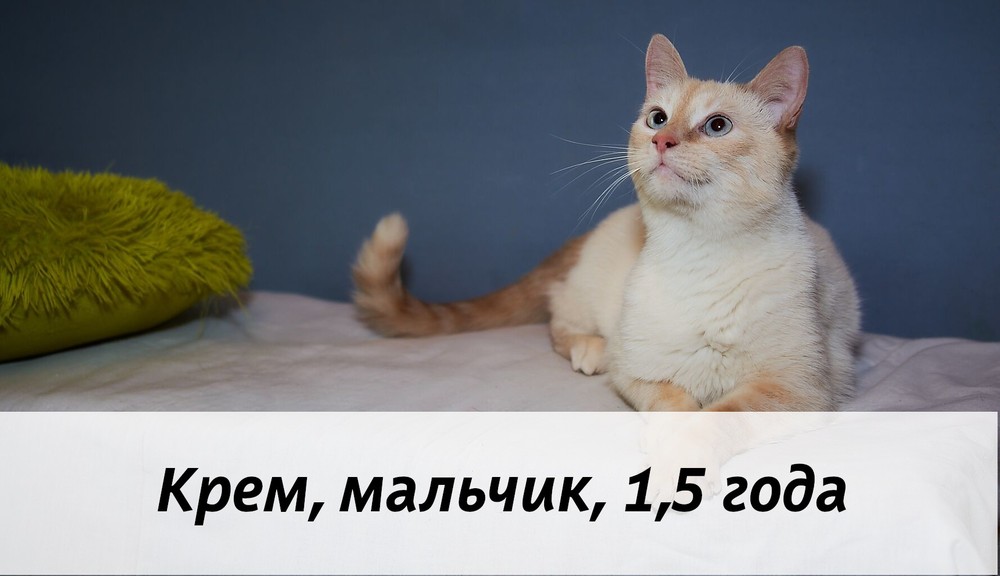 КОТЫ-УЧАСТНИКИ
