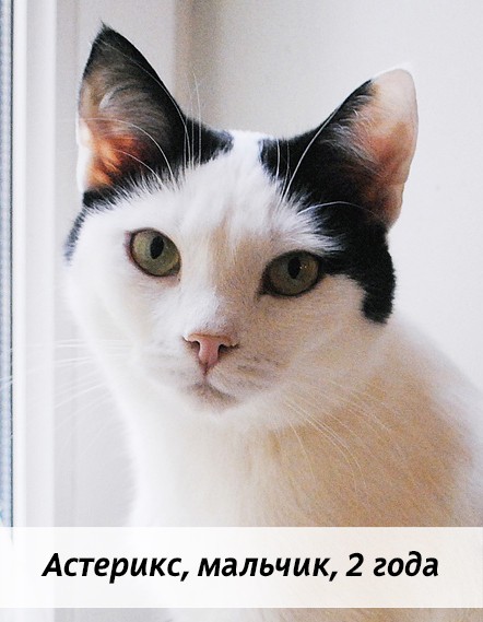 КОТЫ-УЧАСТНИКИ