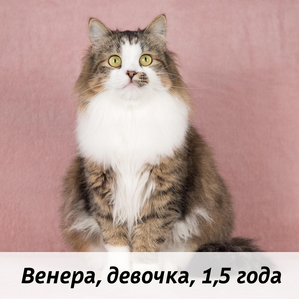 КОТЫ-УЧАСТНИКИ