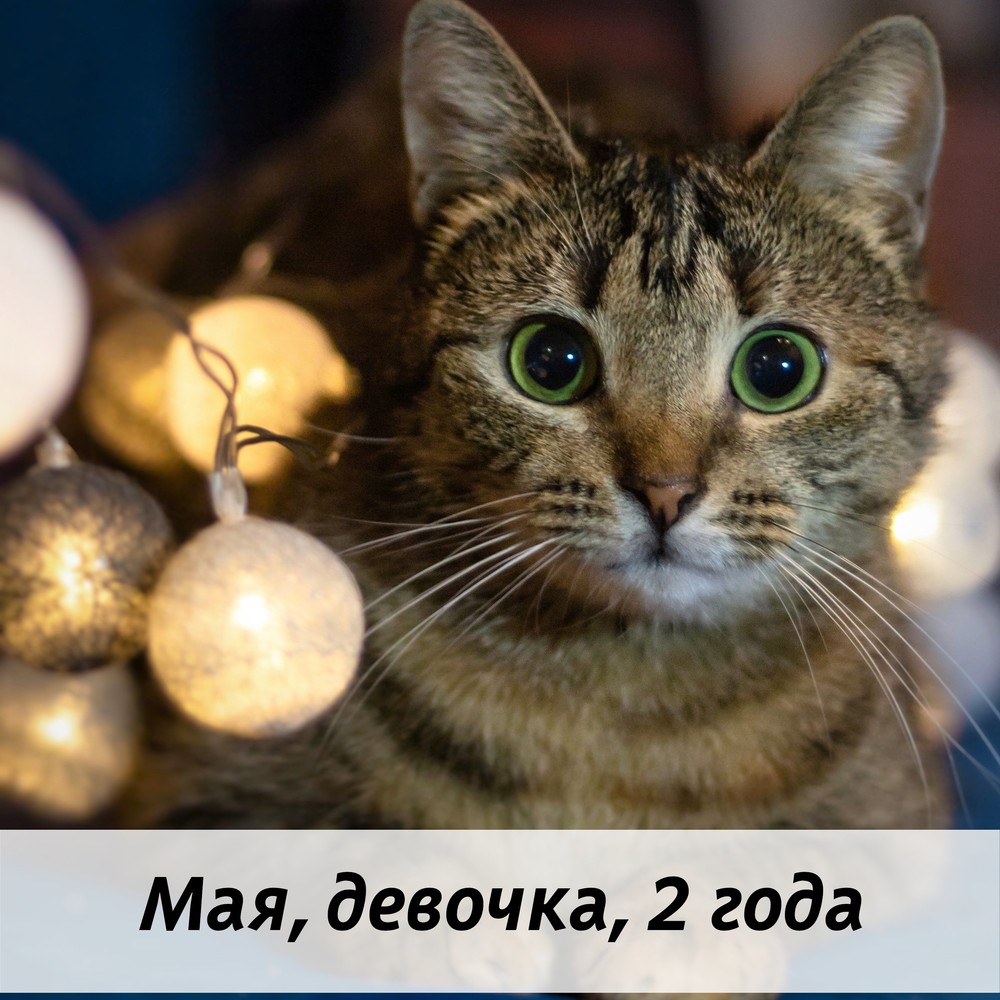 КОТЫ-УЧАСТНИКИ