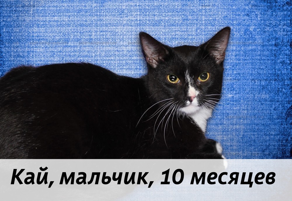 КОТЫ-УЧАСТНИКИ