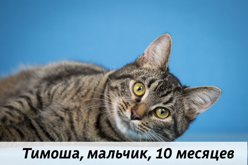 КОТЫ-УЧАСТНИКИ