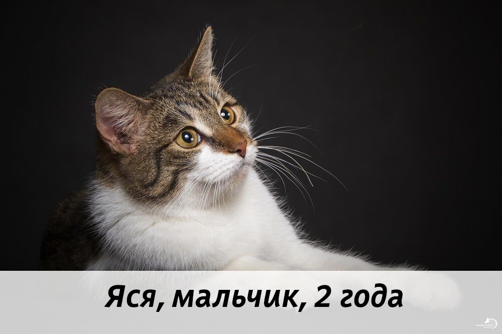 КОТЫ-УЧАСТНИКИ