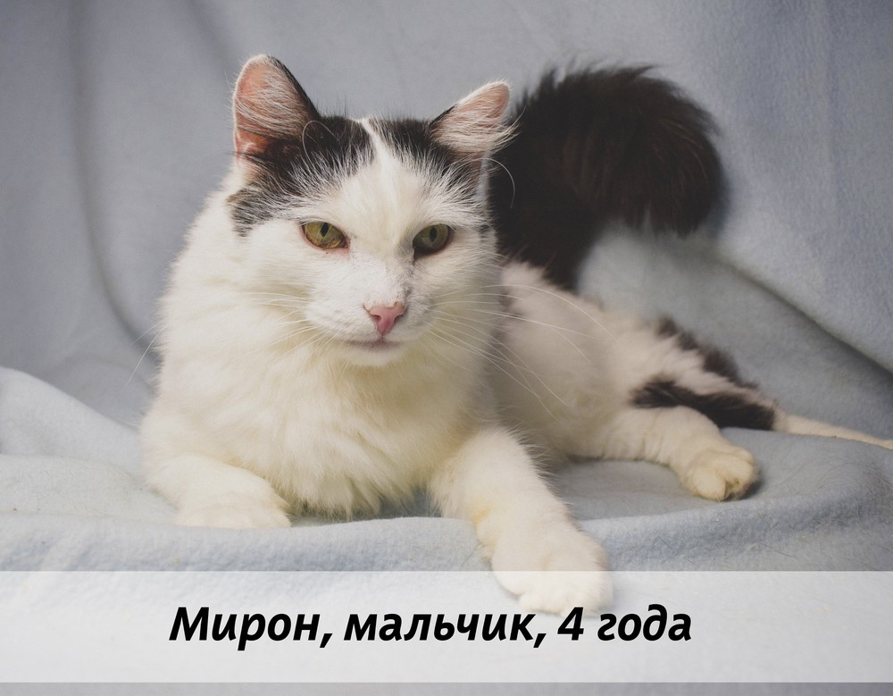 КОТЫ-УЧАСТНИКИ