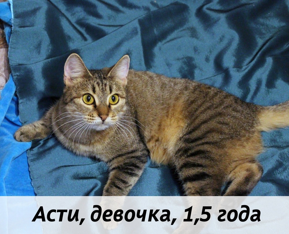 КОТЫ-УЧАСТНИКИ