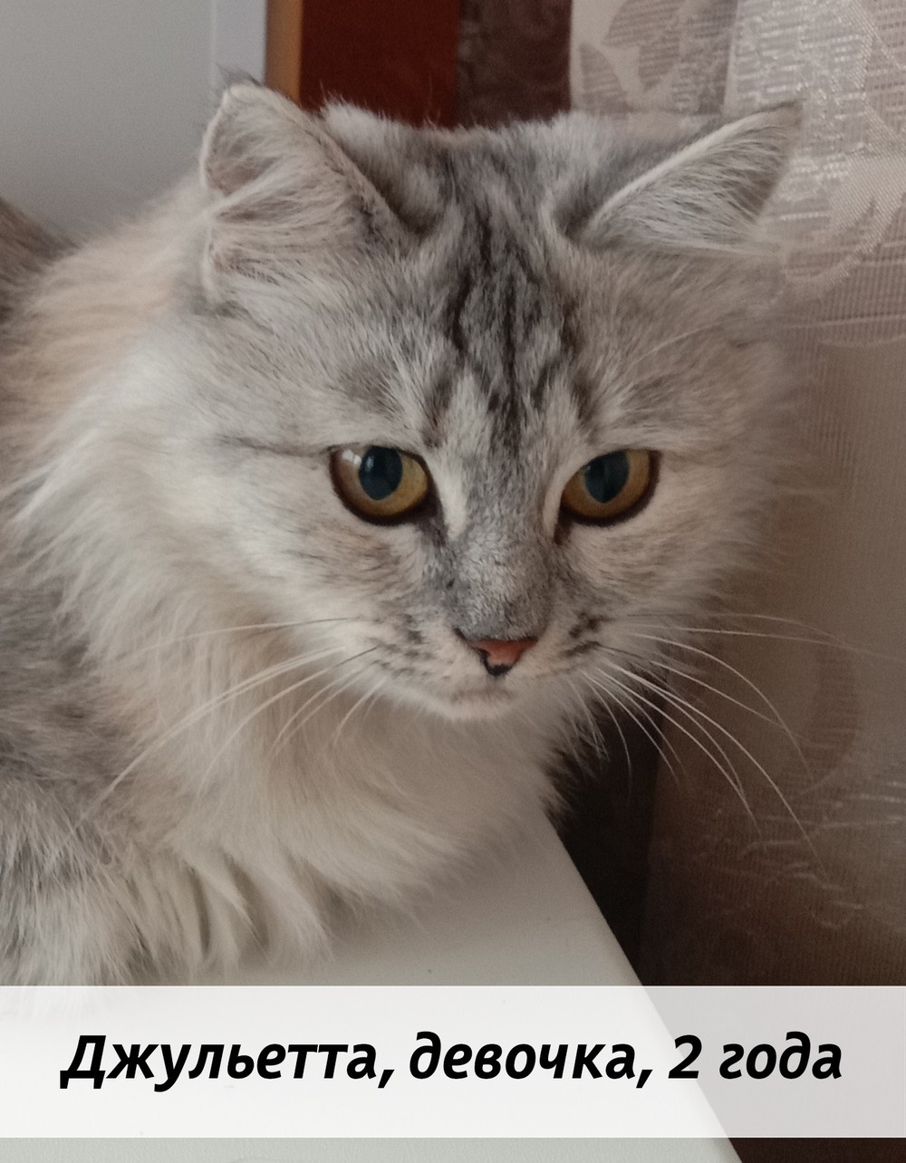 КОТЫ-УЧАСТНИКИ
