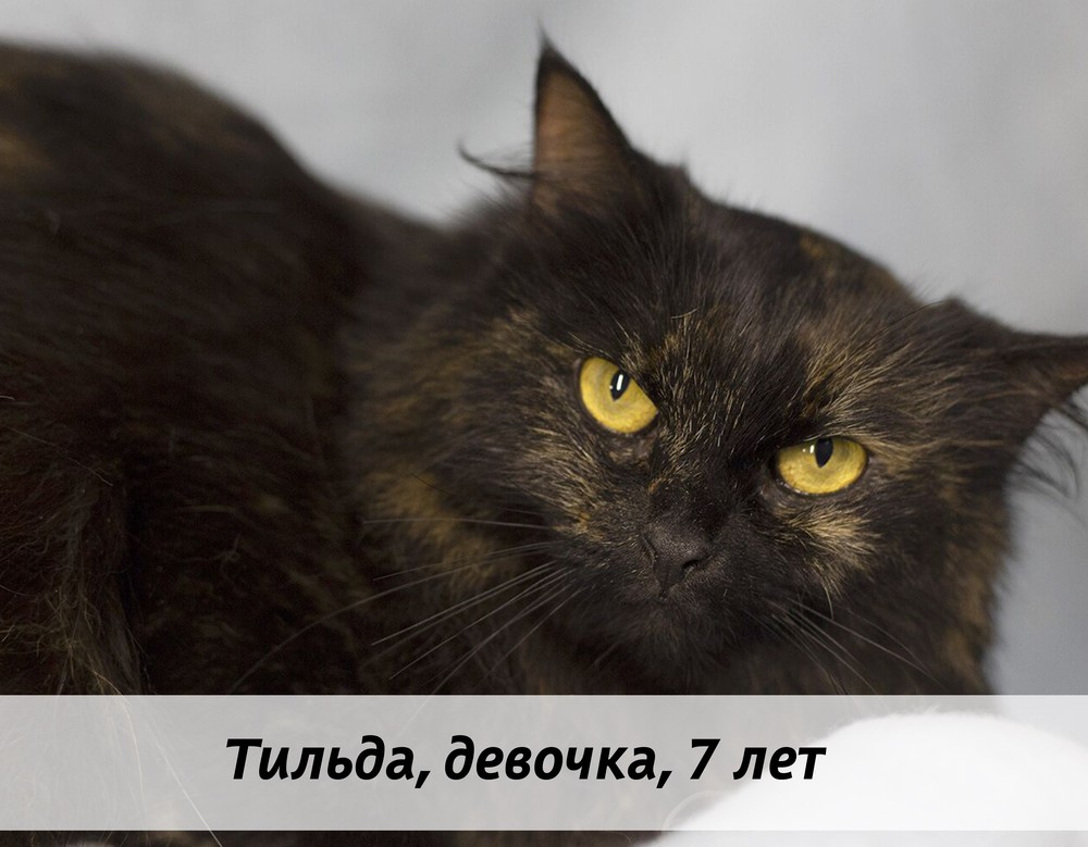 КОТЫ-УЧАСТНИКИ