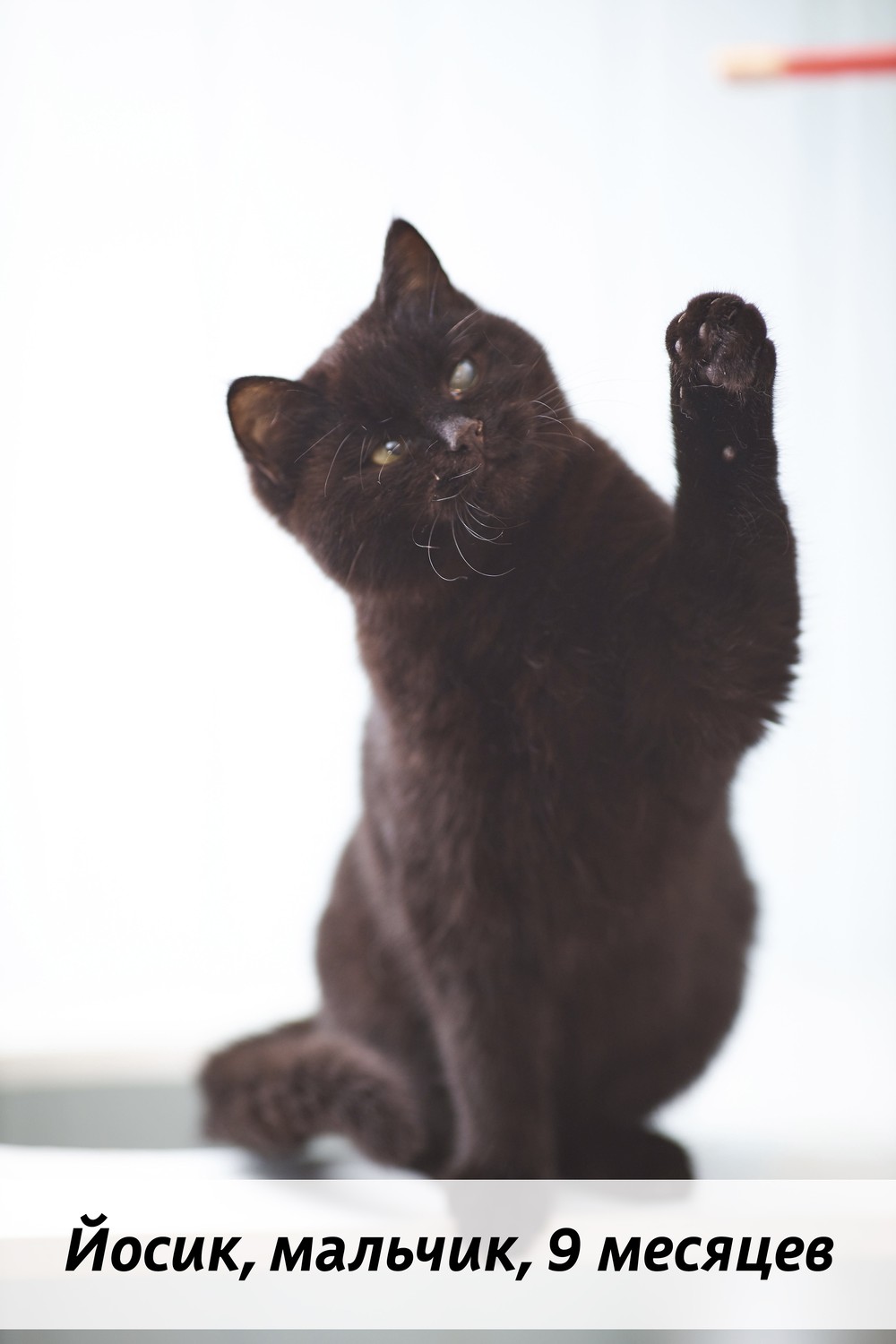 КОТЫ-УЧАСТНИКИ