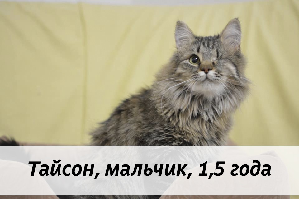 КОТЫ-УЧАСТНИКИ