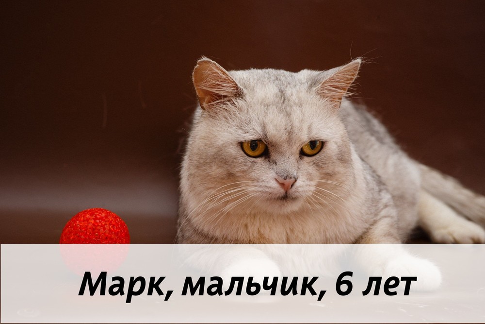 КОТЫ-УЧАСТНИКИ
