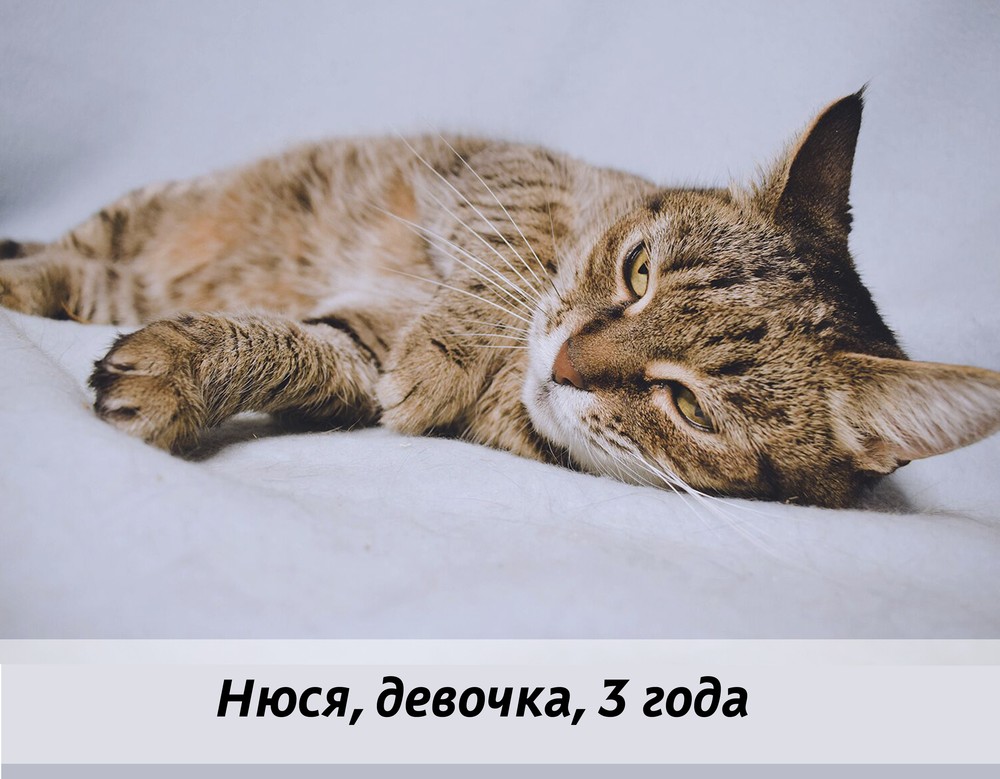 КОТЫ-УЧАСТНИКИ