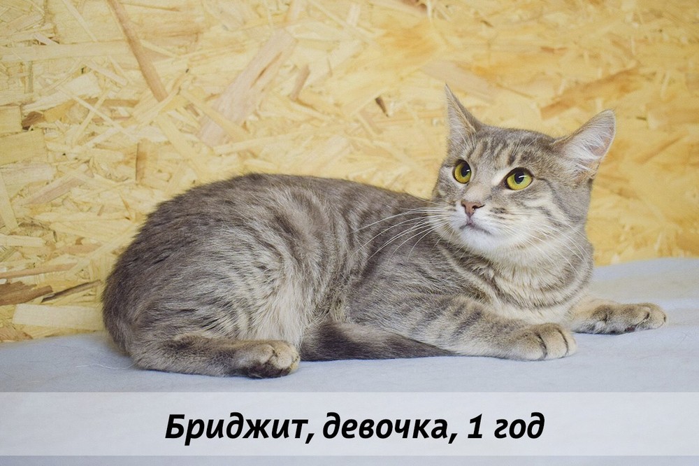 КОТЫ-УЧАСТНИКИ