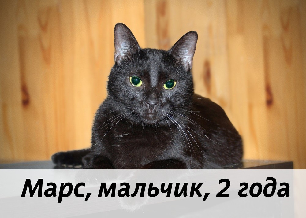 КОТЫ-УЧАСТНИКИ