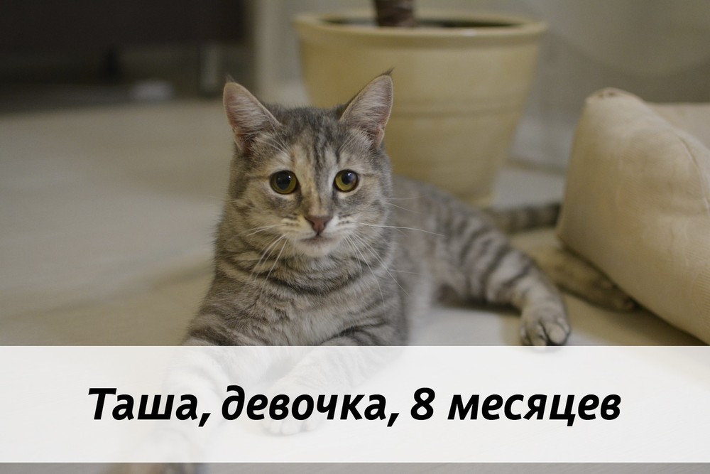 КОТЫ-УЧАСТНИКИ