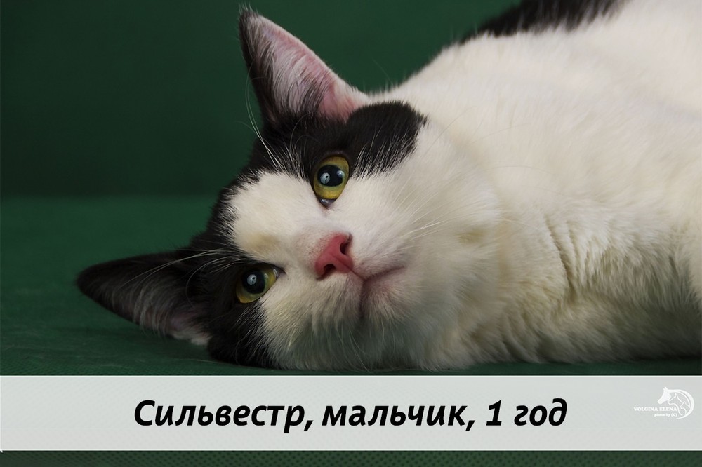 КОТЫ-УЧАСТНИКИ