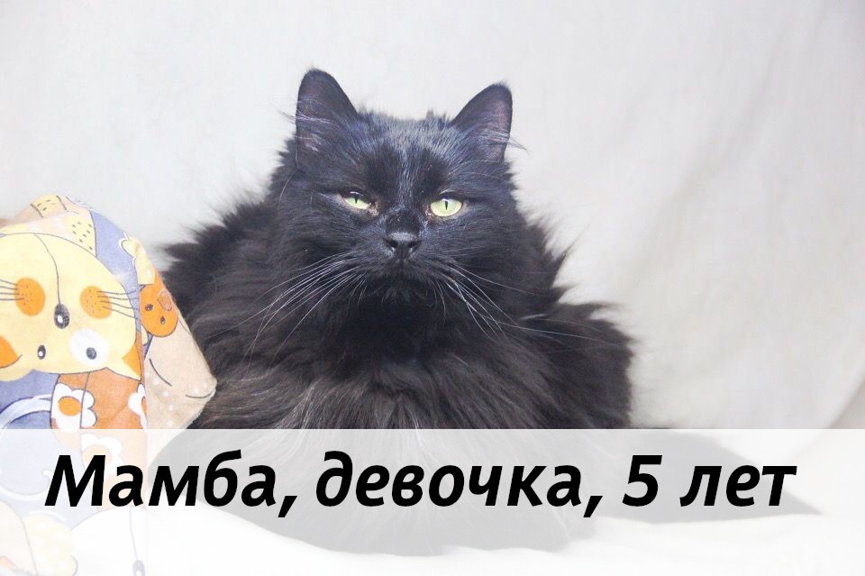 КОТЫ-УЧАСТНИКИ