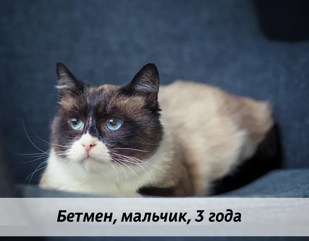 КОТЫ-УЧАСТНИКИ