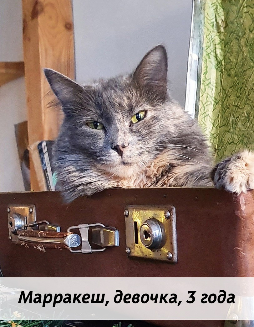 КОТЫ-УЧАСТНИКИ