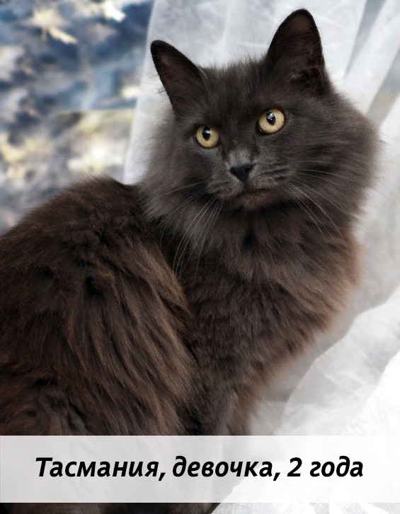 КОТЫ-УЧАСТНИКИ