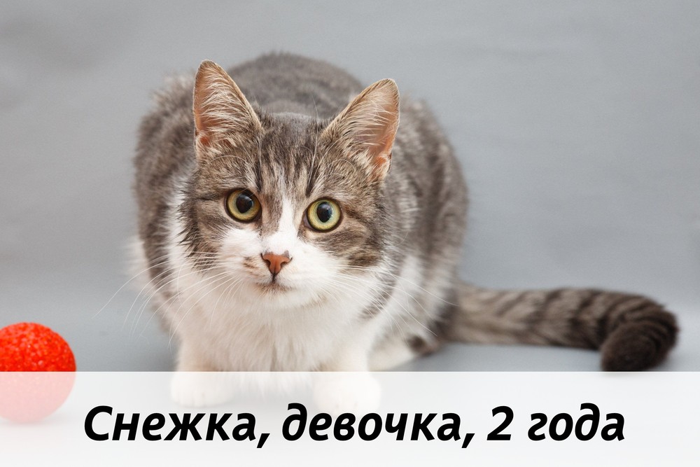 КОТЫ-УЧАСТНИКИ