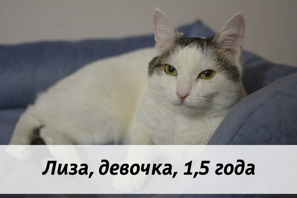 КОТЫ-УЧАСТНИКИ