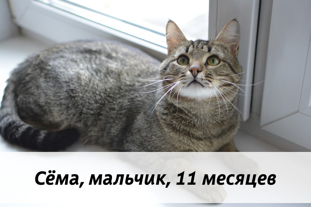 КОТЫ-УЧАСТНИКИ