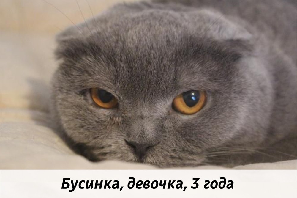 КОТЫ-УЧАСТНИКИ