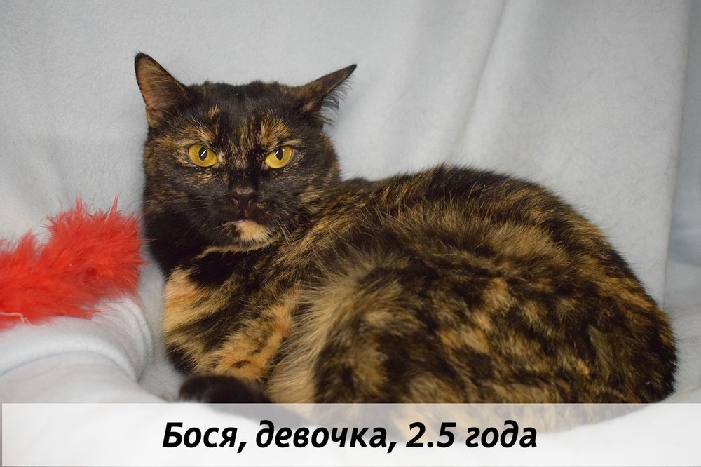 КОТЫ-УЧАСТНИКИ