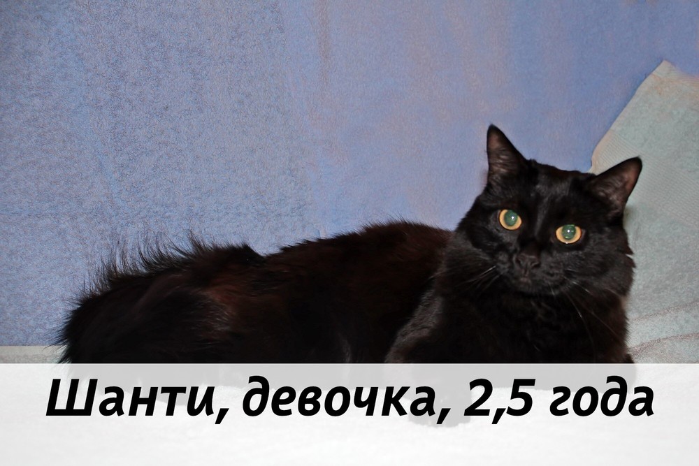 КОТЫ-УЧАСТНИКИ