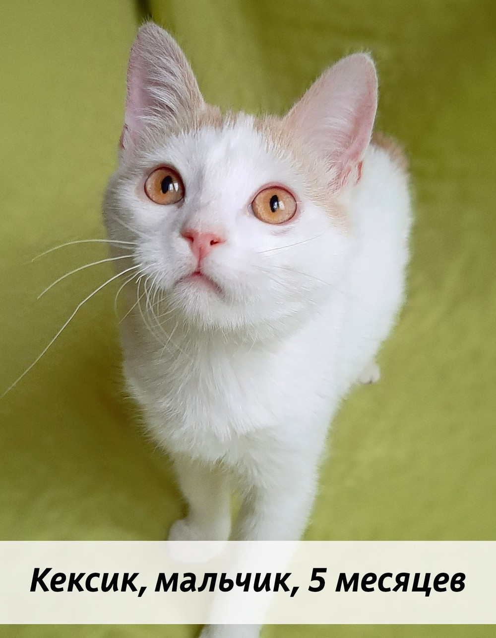 КОТЫ-УЧАСТНИКИ