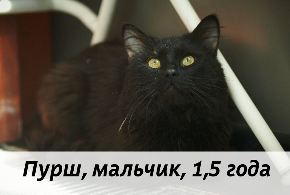 КОТЫ-УЧАСТНИКИ