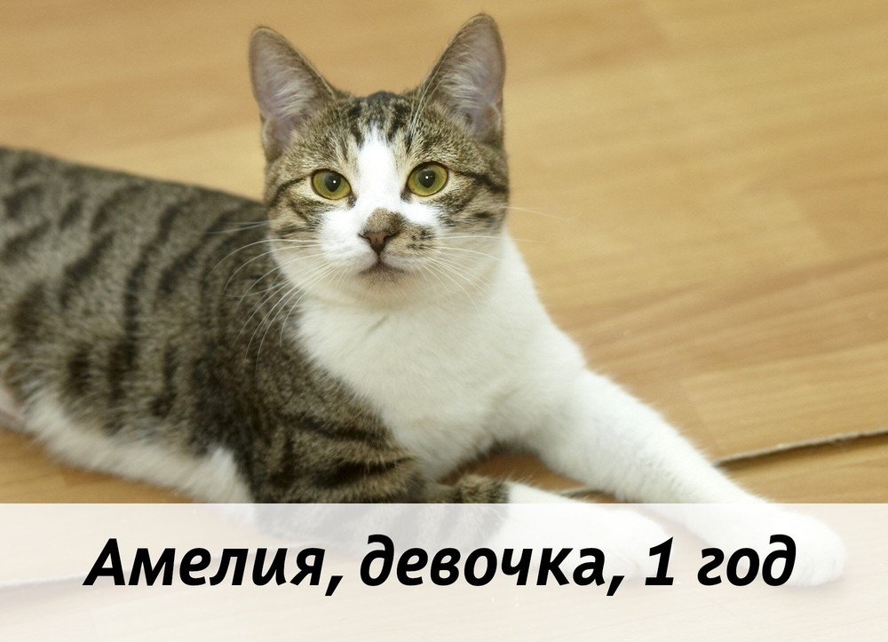 КОТЫ-УЧАСТНИКИ