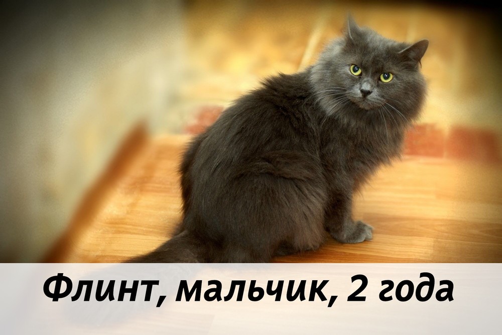 КОТЫ-УЧАСТНИКИ