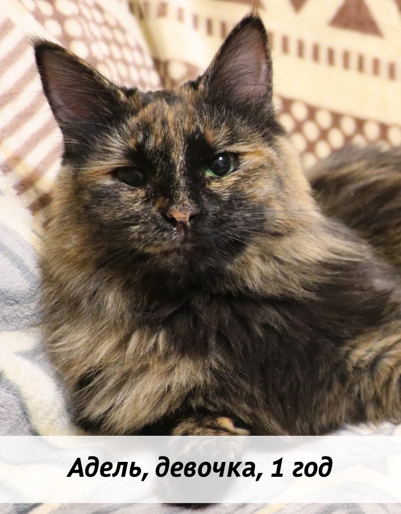 КОТЫ-УЧАСТНИКИ