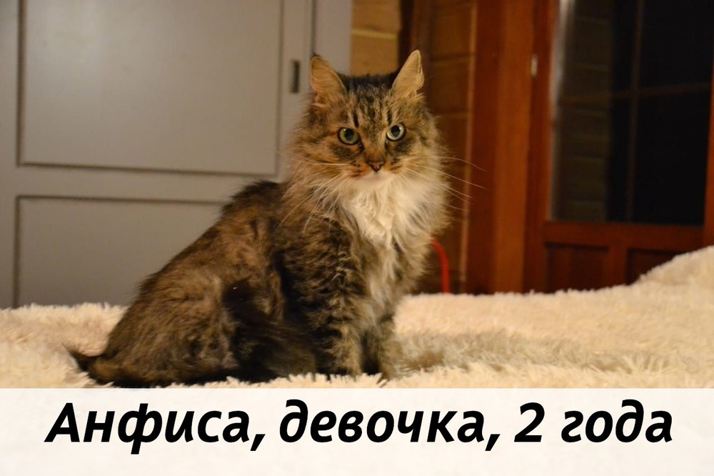КОТЫ-УЧАСТНИКИ