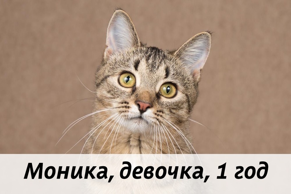 КОТЫ-УЧАСТНИКИ