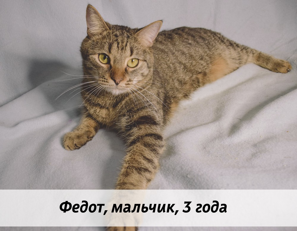 КОТЫ-УЧАСТНИКИ