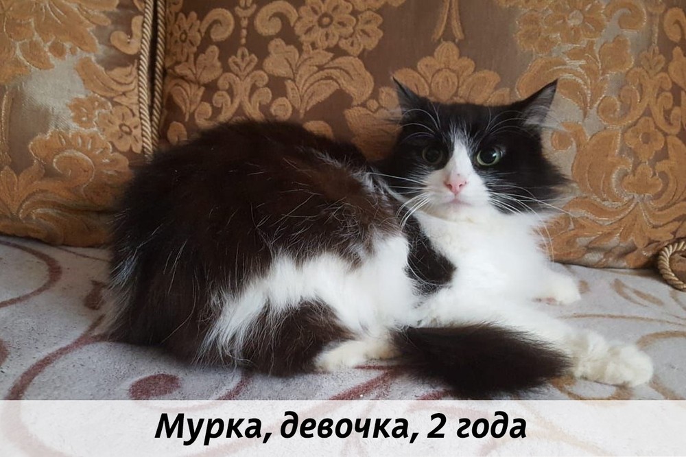 КОТЫ-УЧАСТНИКИ